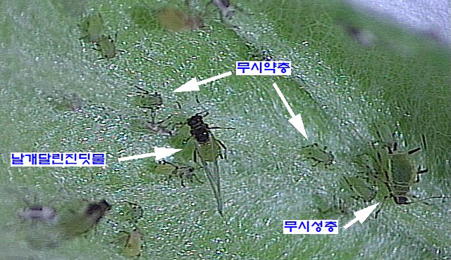 진딧물 방제요령-