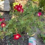 빨간색꽃들 , 빨간 카펫장미, 삼색조팝나무꽃 ,홍조팝 스파이리아 Spiraea japonica ,White Campion (Silene latifolia) 꽃밭일기 ,Shrubs 관목