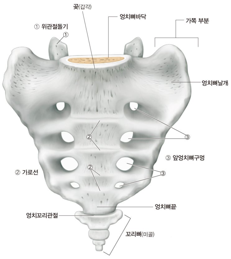 [근골격계 검사] 엉덩관절, 엉치엉덩관절 손상 검사방법을 '리플레이'와 함께 Araboza! #신촌PT #신촌필라 : 네이버 블로그