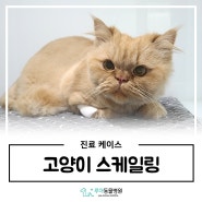 향남 동물병원 : 고양이치석제거 / 스케일링