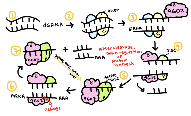 RNA interference (RNAi) : 네이버 블로그