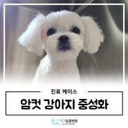 봉담동물병원 '암컷 강아지 중성화 수술 / 항체가 검사'