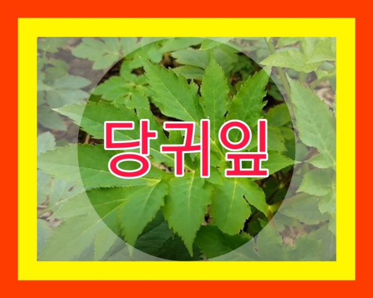 당귀 효능 보여주는 당귀잎, 당귀뿌리 이용 당귀차 먹는법 : 네이버 블로그