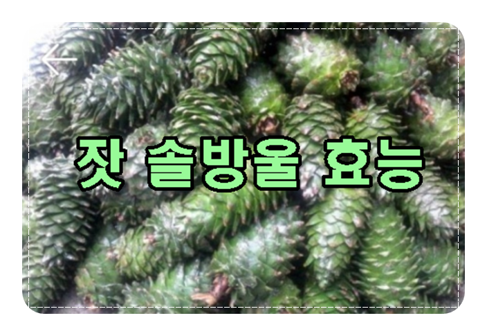 잣솔방울주의 효능과 담그는 방법 : 네이버 블로그
