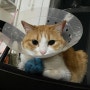 일기 37:비만세포종 제거 수술을 한 불쌍한 고양이/고양이 건강검진 후기