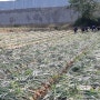 [양파 재배] - 양파 수확 시기