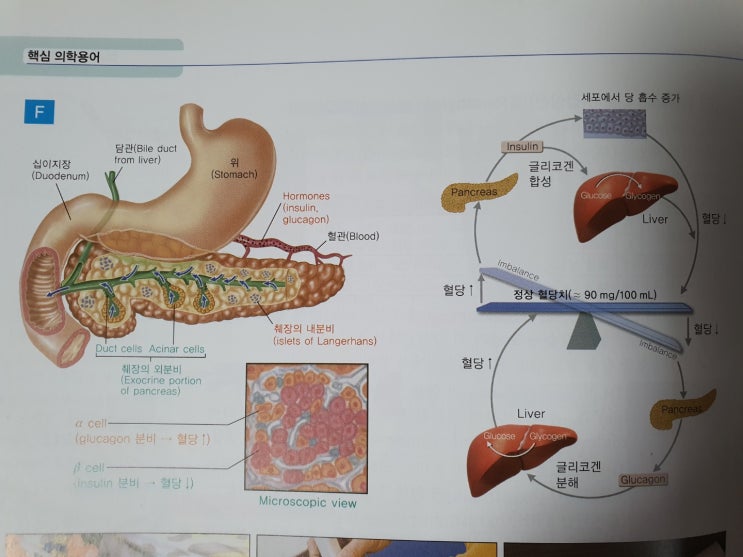 췌장위치 및 기능 이상 증상 : 네이버 블로그