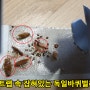 바퀴벌레 퇴치는 바퀴벌레 종류를 파악 후 - 막는 작업, 투약 해야..