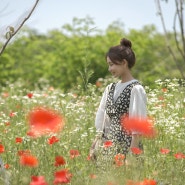 인천 송도에서 볼 수 있는 양귀비, 봄망초(개망초) 꽃밭(계란후라이꽃)