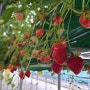 [홍성딸기체험]홍동면 딸기농장 1인 3천원으로 맛있는 딸기체험! 딸기쨈 만들어도 좋아요