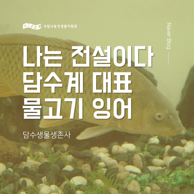 [담수생물생존사] 나는 전설이다, 담수계 대표 물고기 잉어 : 네이버 블로그