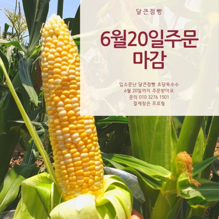 초당옥수수20일까지 주문받아요 : 네이버 블로그
