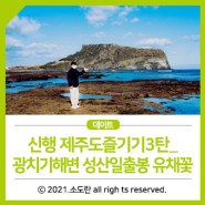 신행 제주도즐기기3탄_광치기해변 성산일출봉 유채꽃