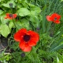 백합Lilies , Lily , 양귀비꽃 ,6월의 여름 화단 ,꽃밭물주기