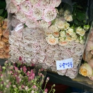 [방구석 꽃시장] 고속터미널꽃시장 화훼시장 여름시즌꽃알아보기