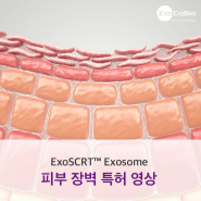 영상으로 만나는 엑소스카트 엑소좀의 피부 장벽 특허 - ExoSCRT Exosome