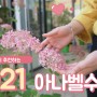여름철 대표 꽃나무 "수국" 3편 - 아나벨 수국