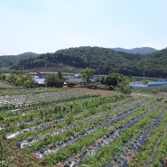 영천시 북안면 고지리, 전망 좋고, 공기 좋은 전원주택지 매매(영천토지매매)