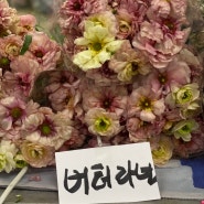 [방구석 꽃시장] 고속터미널꽃시장 화훼시장 여름시즌꽃알아보기 2