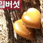 항암효과있는 버섯 일명 한입버섯 생긴 모양 약용버섯 종류 소나무 생목이나 고목에 자생