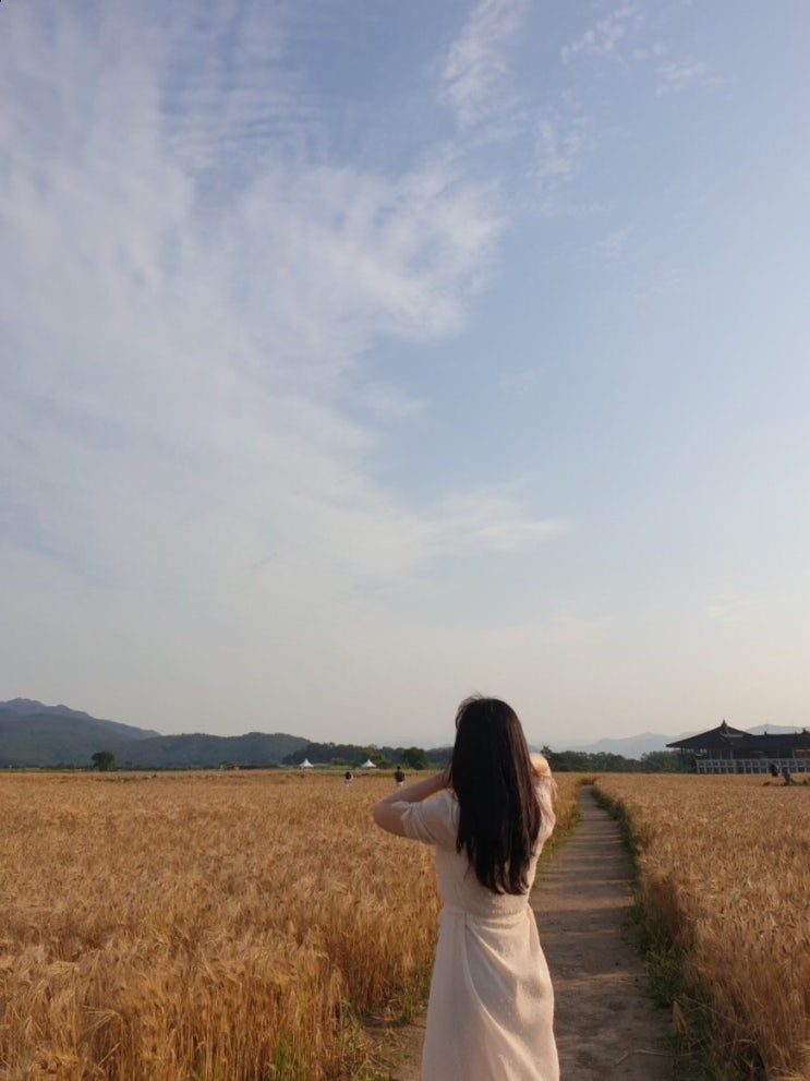 6월 경주여행 2 (분황사, 황룡사지 청보리밭, 기와메밀막국수...