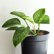 [반려식물도감] 매력적인 무늬 식물 '필로덴드론 버킨' 건강하게 키우기