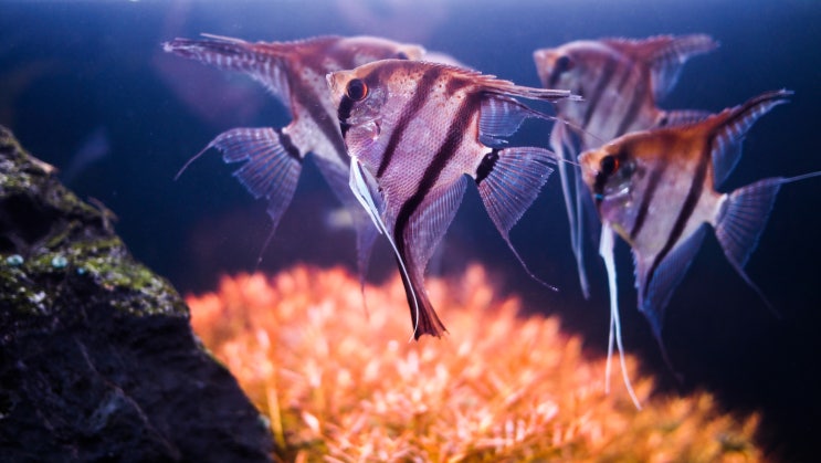 마나 카푸르 레드 백 에인절피시/엔젤 피시(Manacapuru Red Head/Back Angelfish) : 네이버 블로그