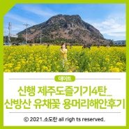 신행 제주도즐기기4탄_산방산 유채꽃, 용머리해안후기