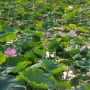 양평 세미원-연꽃축제