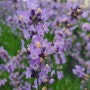 보라색 꽃이 고운 잉글리쉬 라벤더