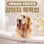 강아지목욕시키는법 이것만은 꼭 지켜주세요!