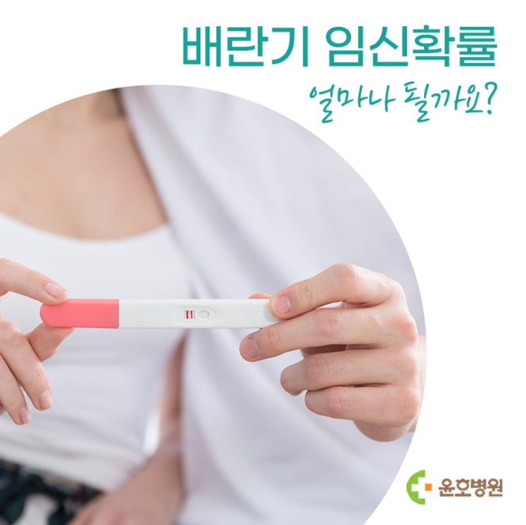 배란기 임신확률 얼마나 될까요? : 네이버 블로그