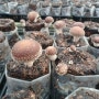 표고버섯 재배-표고버섯효능: 생표고버섯 2주기 수확과 판매시작합니다.