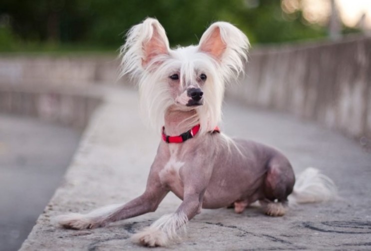 털없는 명성있는 강아지 견종 베스트7 : 네이버 블로그