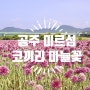 공주 미르섬 _ 신관공원 주차장 / 코끼리마늘꽃