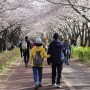 부산삼락 낙동강변 벚꽃길[3월 따뜻한 봄날에..]