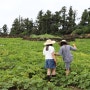 아이랑 제주 가볼만한곳 :: 초당옥수수 단호박 수확하는 제주도 우녕 농장체험