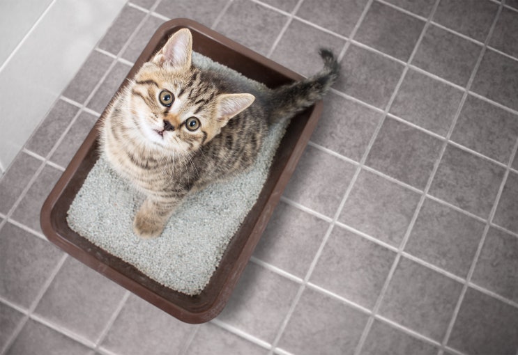 고양이 특발성 방광염, 무슨 약이 좋은가요? : 네이버 블로그