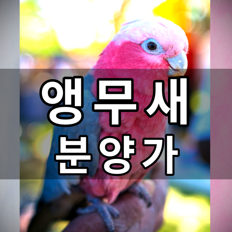 [앵무새 분양가 알려드려요~] 사랑앵무/알비노잉꼬/모란앵무 /썬코뉴어/퀘이커/ 왕관앵무/ 말하는앵무/회색앵무/루티노퀘이커/아마존 ...