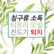 천연 탈취제로 침구류 소독 방법 티트리 오일 + 소독용 에탄올 효능 활용 진드기 퇴치 방법