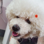 강아지 관절염 인천 한양한방동물병원 1회차 기록