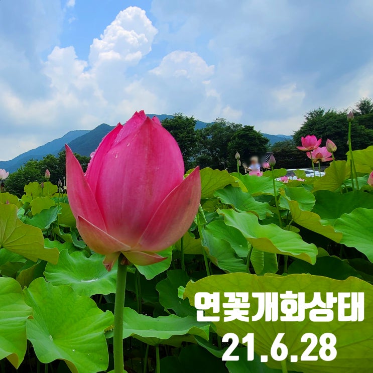 6월 28일 실시간-완주송광사,이서빙등제,혁신도시지사울공원