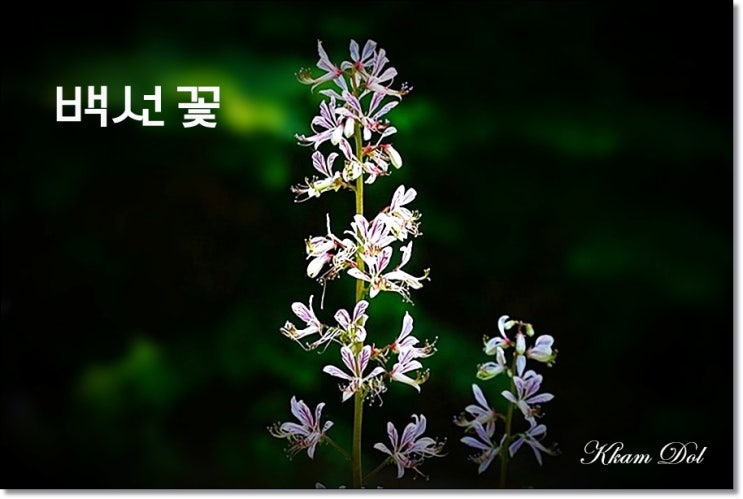 백선꽃 : 네이버 블로그