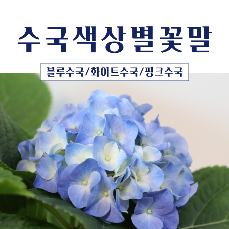 수국 꽃말 색상별로 알아보기 (파란수국, 하얀수국, 분홍수국) : 네이버 블로그
