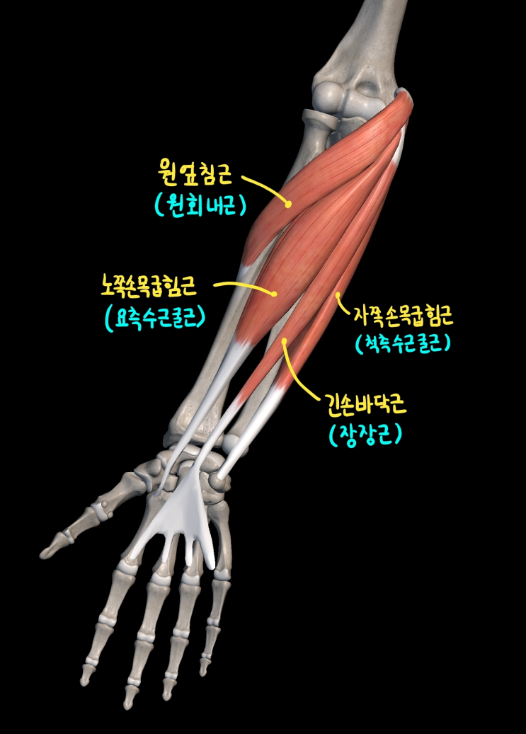 [상지 근육] 아래팔 앞칸 근육 : 네이버 블로그