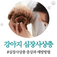 강아지 심장사상충 증상과 예방방법알아보기