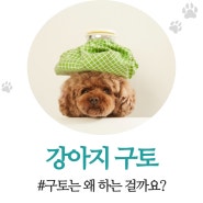 강아지 구토 하는 이유?