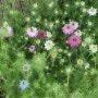 몽환적인 꽃 니겔라(흑종초)