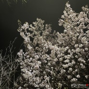 광주근교 숨겨진 벚꽃명소, 나주 한수제 벚꽃구경