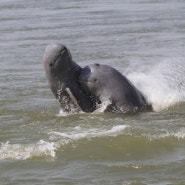 #10 엉롱 츠띠엘의 강 돌고래, 피할 수 없는 멸종에 직면하다